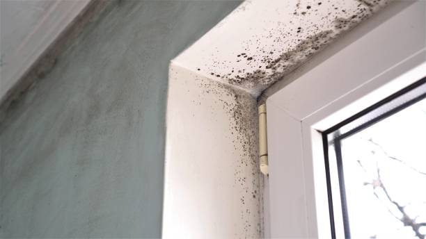 Home Mold Removal in Conrad, IA