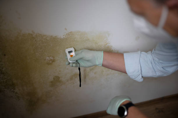 Best Attic Mold Removal  in Conrad, IA