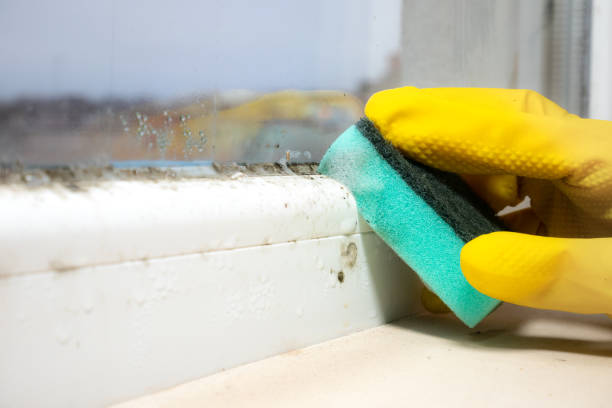 Best Professional Mold Removal  in Conrad, IA