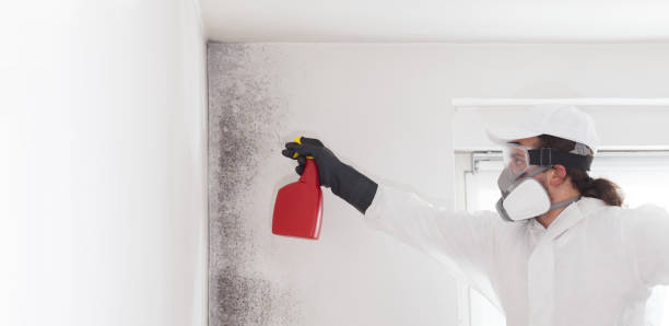 Trusted Conrad, IA Mold Removal Experts