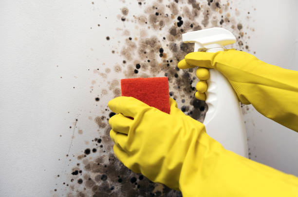 Best Mold Remediation  in Conrad, IA