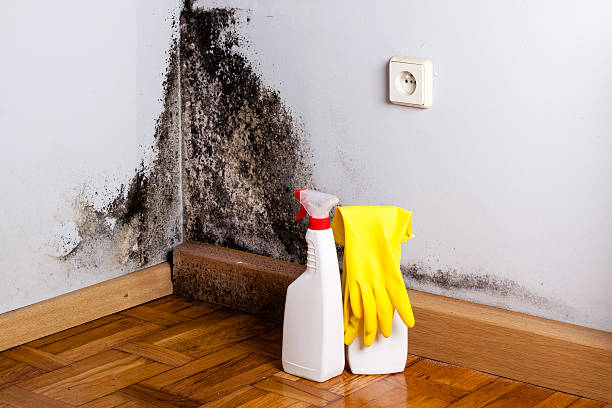 Best Mold Cleaning Services  in Conrad, IA