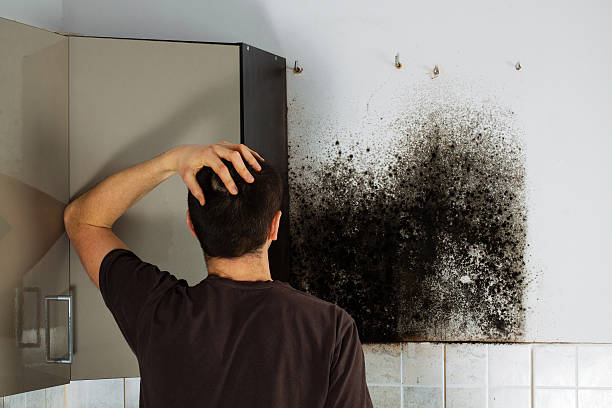 Best Mold Removal Company Near Me  in Conrad, IA