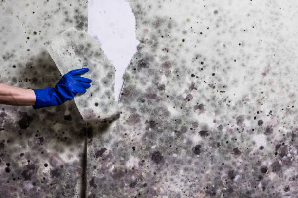 Best Black Mold Removal  in Conrad, IA